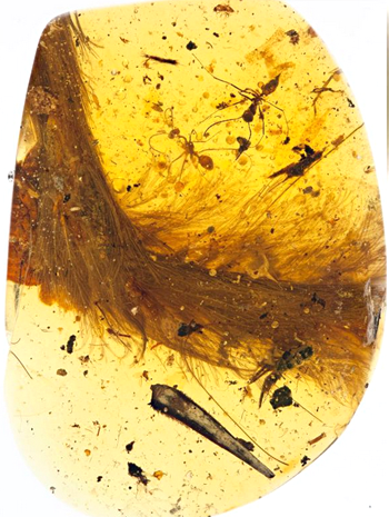 人类在琥珀中发现的第一个恐龙标本——伊娃  