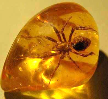 全球十大稀世琥珀-琥珀中的古老生物-蜘蛛