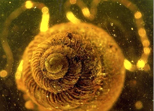 全球十大稀世琥珀-琥珀中的古老生物螺