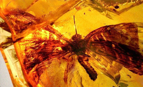全球十大稀世琥珀-琥珀中的古老生物-蝴蝶